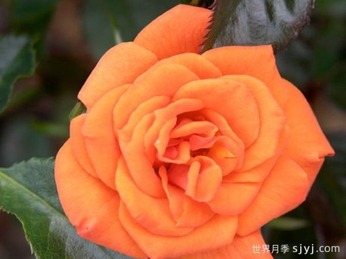 萤火虫月季Firefly(图1)