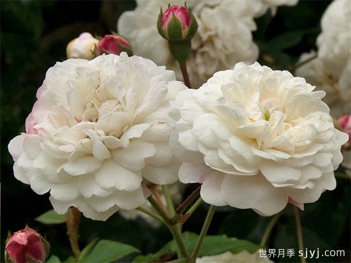 永恒的快乐月季/菲利斯黛佩彼特/幸福与永恒/七姐妹Felicite-Perpetue(图4)