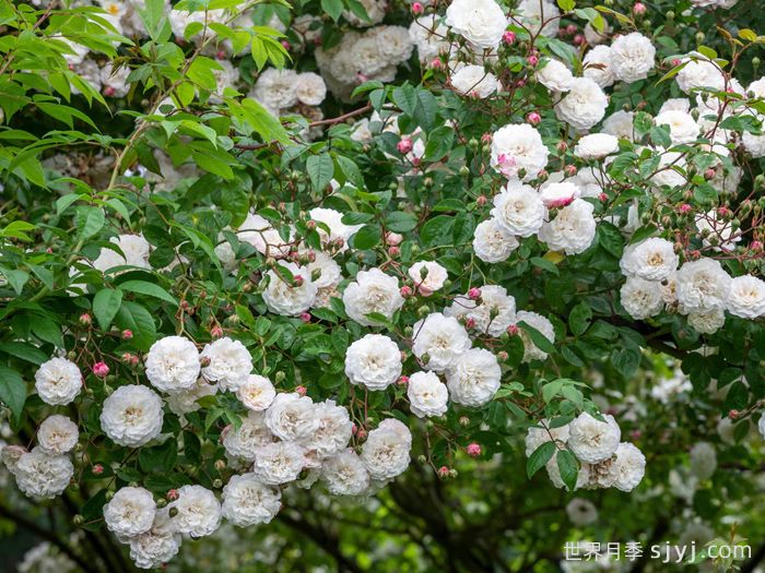 永恒的快乐月季/菲利斯黛佩彼特/幸福与永恒/七姐妹Felicite-Perpetue(图3)