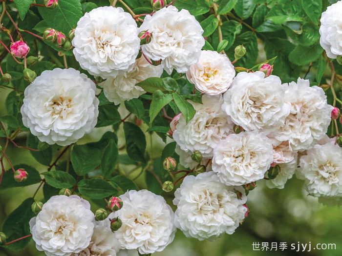 永恒的快乐月季/菲利斯黛佩彼特/幸福与永恒/七姐妹Felicite-Perpetue(图2)