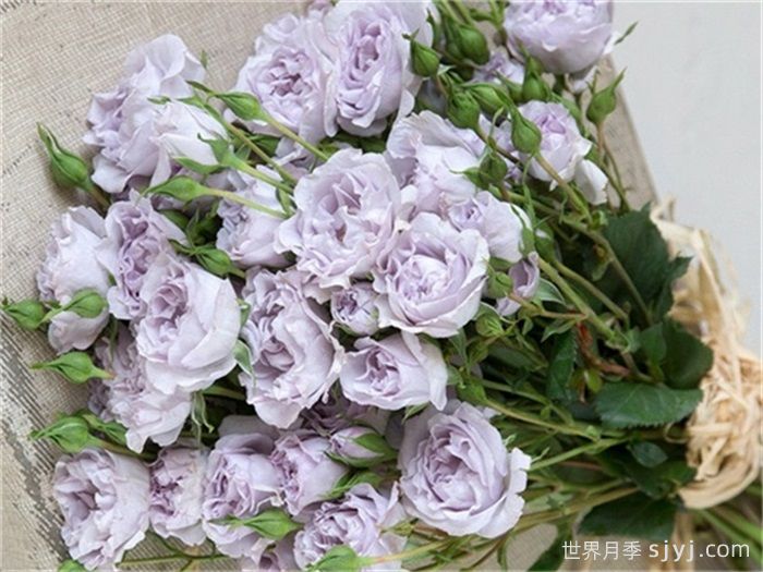 永恒的薰衣草月季/永恒紫色月季Everlasting Lavender(图2)