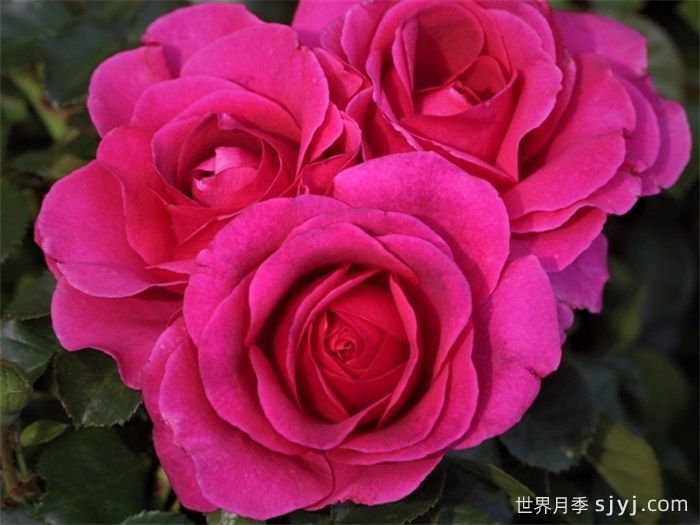 永恒紫色月季Timeless Purple(图1)