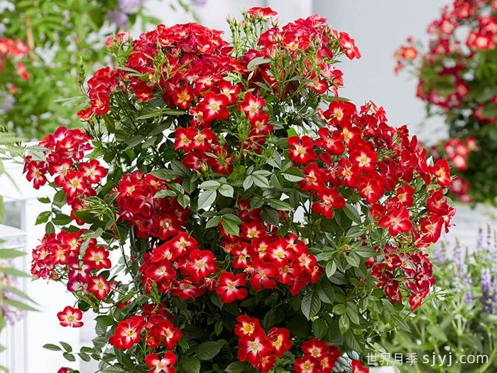 永耀红宝石月季/永辉红宝石Everglow Ruby(图2)