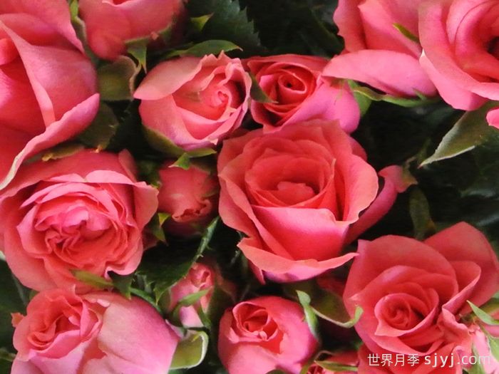 永远的粉色莫斯科月季Pink Moscow Forever(图1)