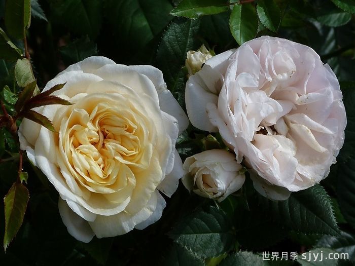 永远的格陵兰月季/格陵兰Greenland Forever(图1)