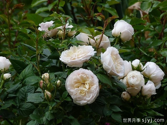 永远的格陵兰月季/格陵兰Greenland Forever(图2)