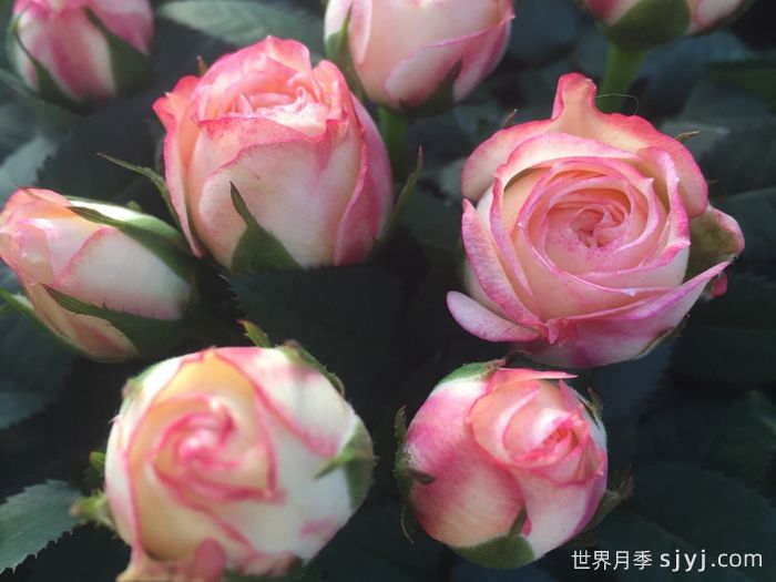 永远的哈瓦那月季Havana Forever(图1)