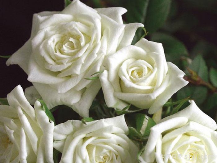 永远的卡纳泽月季Canazei Forever(图1)