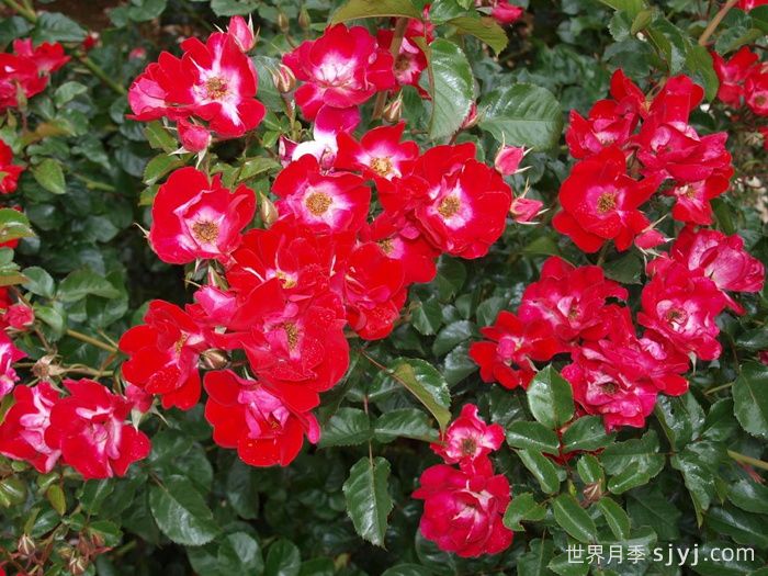 永志不忘月季/坚决Lest We Forget(图2)