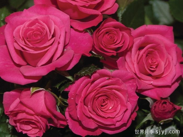 永远的罗马月季Roma Forever(图1)