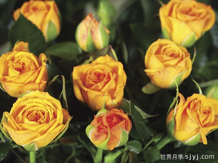 永远的梅西纳月季/永远的墨西拿Messina Forever(图1) 永远的梅西纳月季/永远的墨西拿Messina Forever(图1)