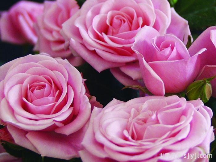 永远的蒙斯特拉月季/蒙特克里斯泰勒月季Monte Cristella Forever(图1)