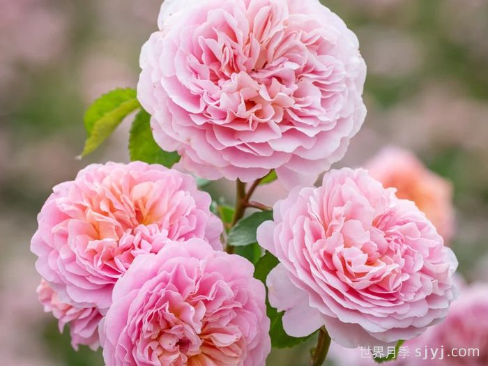 优丝塔夏福爱月季/尤泰莎菲月季/游苔莎斐伊Eustacia Vye(图2)