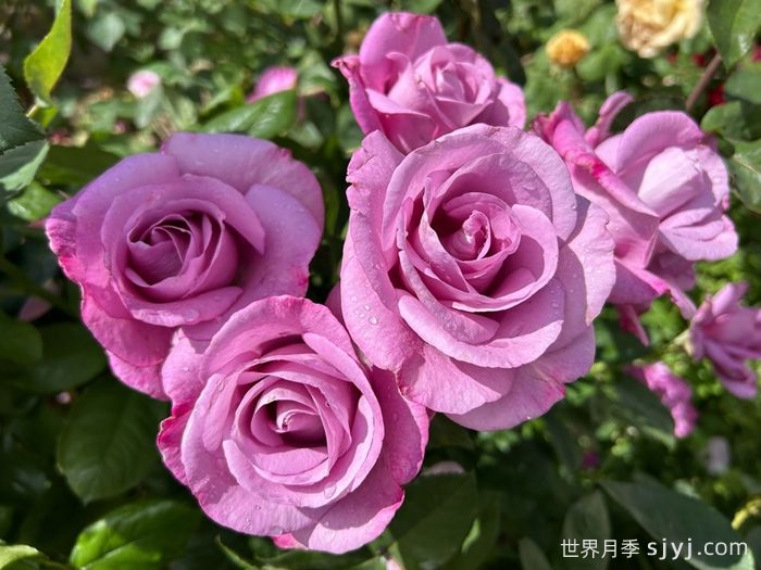 忧郁蓝调月季Moody Blues(图1)