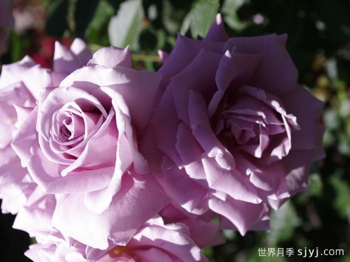 忧郁蓝调月季Moody Blues(图3)