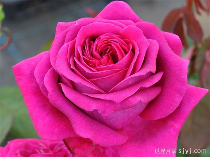 悠久的约定月季Promesse Eternelle(图1)