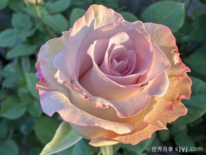 旋风月季Pronto(图1)