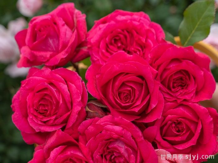 胭脂果冻月季(图1)