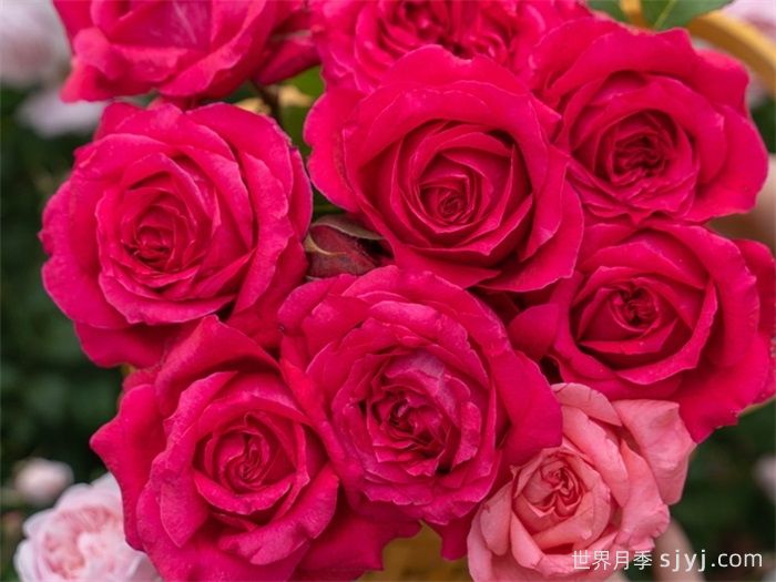 胭脂果冻月季(图3)