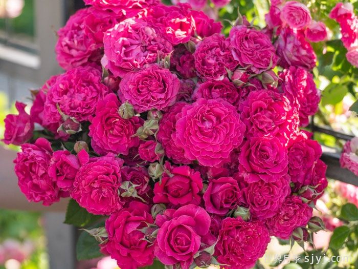 胭脂果冻月季(图4)