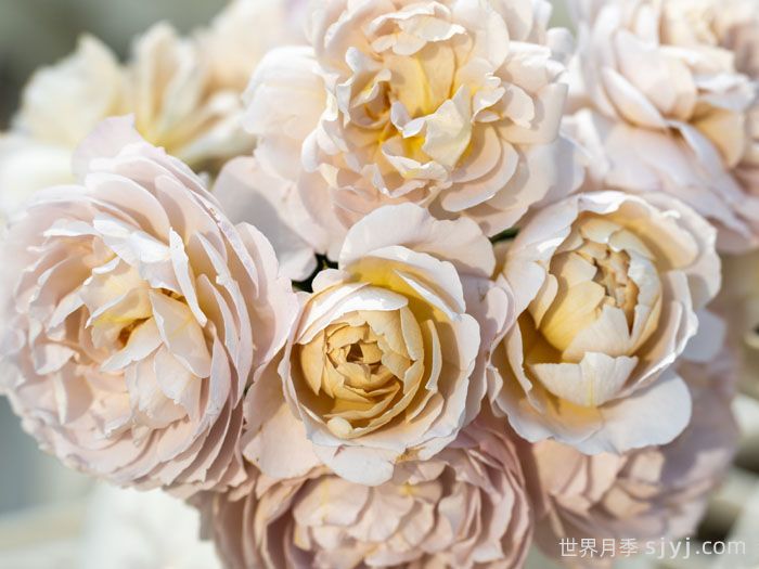 烟霞客月季(图2)