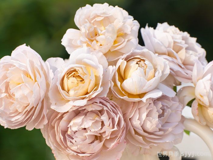 烟霞客月季(图1)