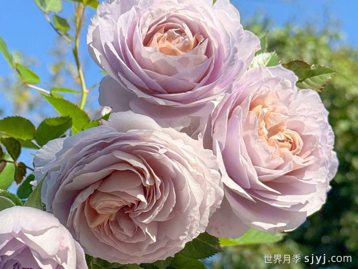 烟霞客月季(图3)