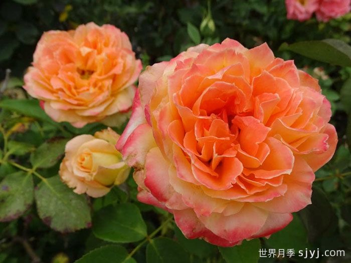 扬基歌月季Yankee Doodle(图1)