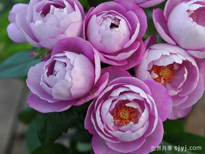 羊脂香水月季Boule de Parfum(图2)