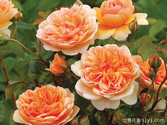 阳光港月季/港口阳光Port Sunlight(图2)