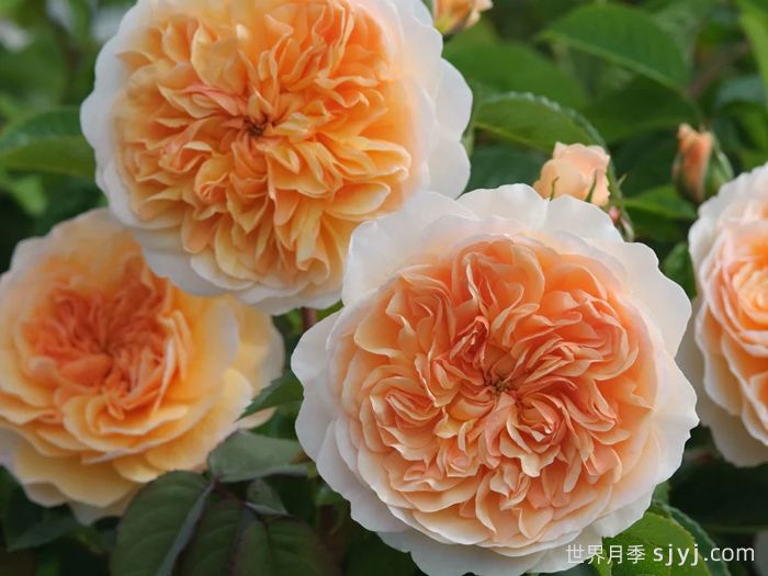 阳光港月季/港口阳光Port Sunlight(图3)