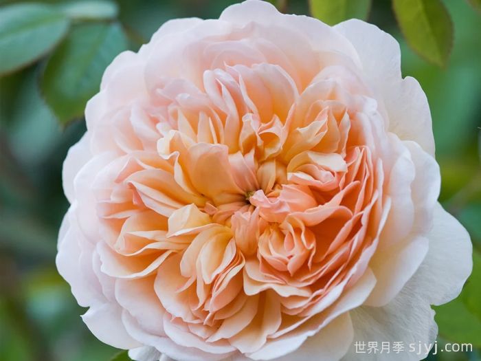 阳光港月季/港口阳光Port Sunlight(图4)