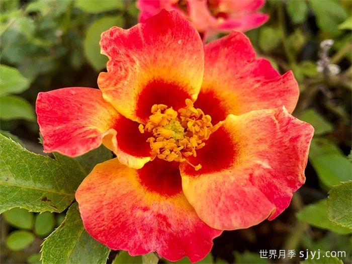 阳光巴比伦眼睛月季Sunshine Babylon Eyes(图1)