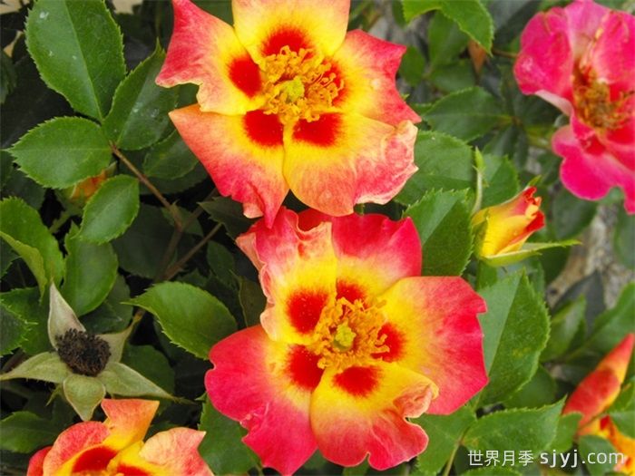 阳光巴比伦眼睛月季Sunshine Babylon Eyes(图2)