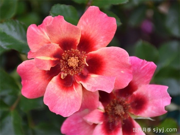 阳光巴比伦眼睛月季Sunshine Babylon Eyes(图3)