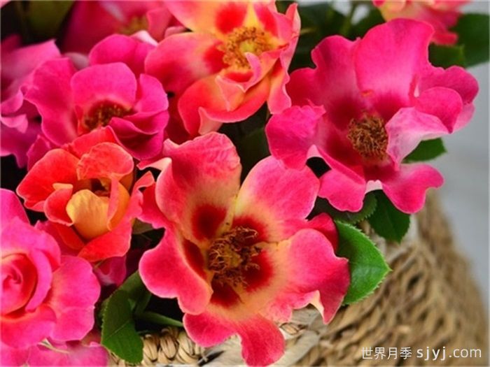 阳光巴比伦眼睛月季Sunshine Babylon Eyes(图4)