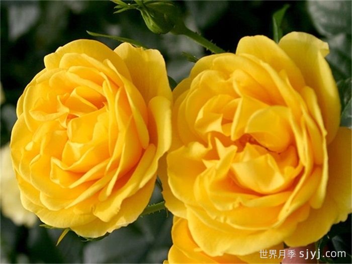 阳光绒球月季/黄色绒球Sunbeam veranda(图1)