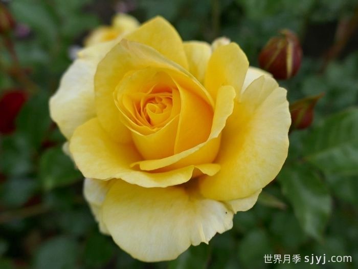 阳光少女月季/骄阳少女Sunmaid(图1)