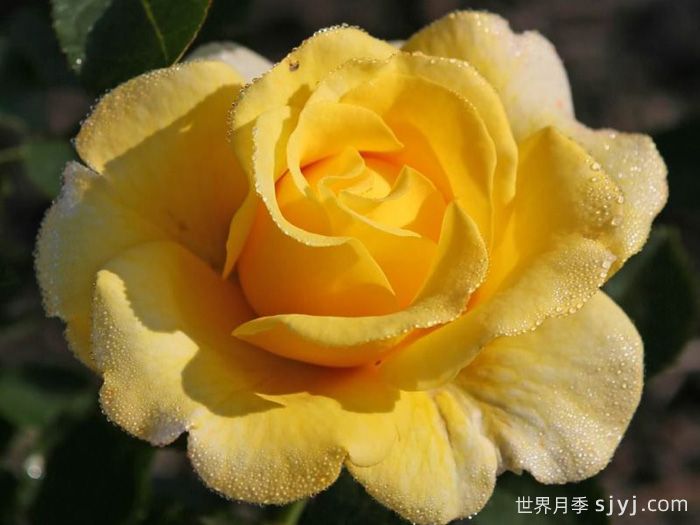 阳光少女月季/骄阳少女Sunmaid(图3)