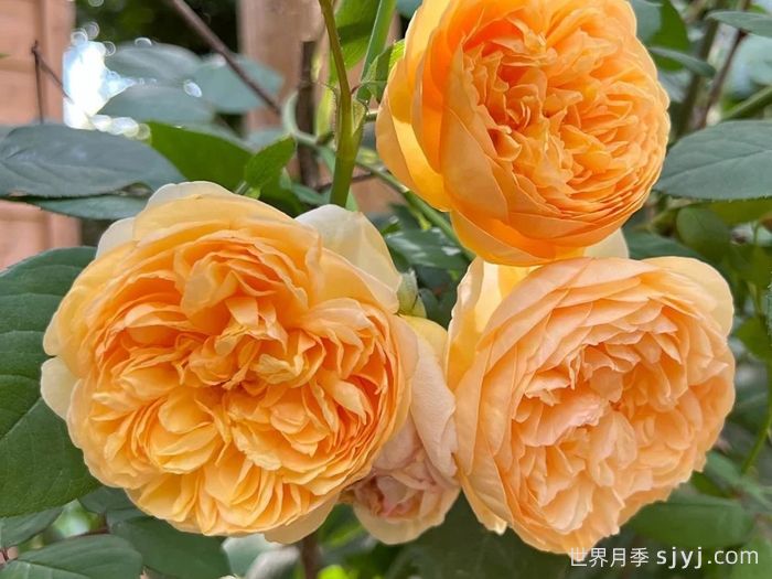 阳光使者月季/给我阳光Bring Me Sunshine(图1)