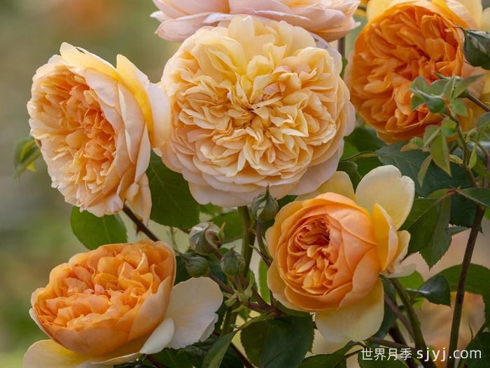 阳光使者月季/给我阳光Bring Me Sunshine(图2)