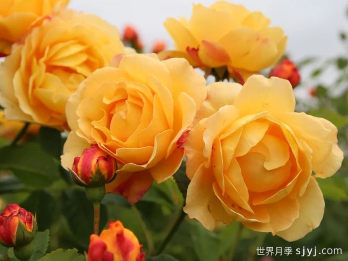 阳光世界月季/圣阿德里安月季Sonnenwelt(图1)