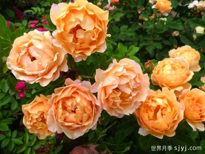 阳光世界月季/圣阿德里安月季Sonnenwelt(图2)