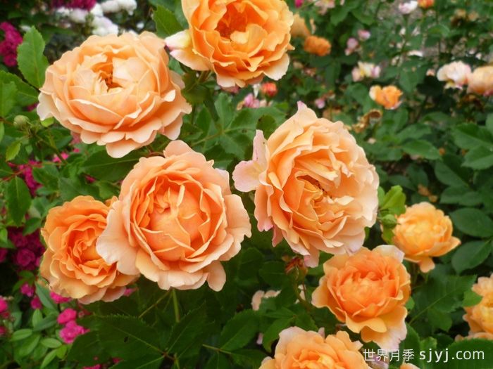 阳光世界月季/圣阿德里安月季Sonnenwelt(图5)