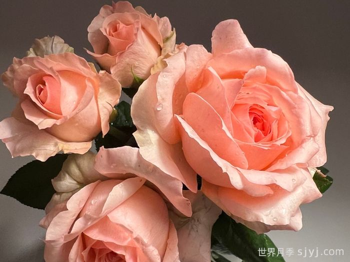 杨玉环月季(图1)