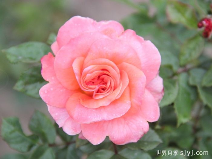 泰达火焰月季(图1)