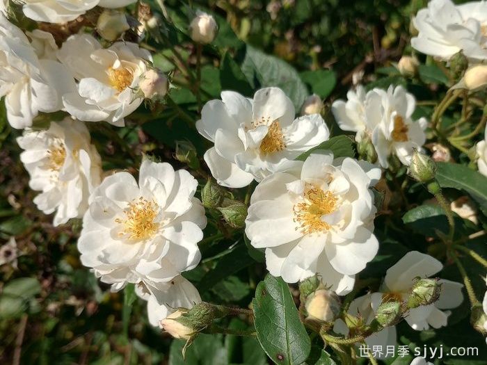 霜冻早晨月季/莫斯卡尔布Frosty Mornings(图1)