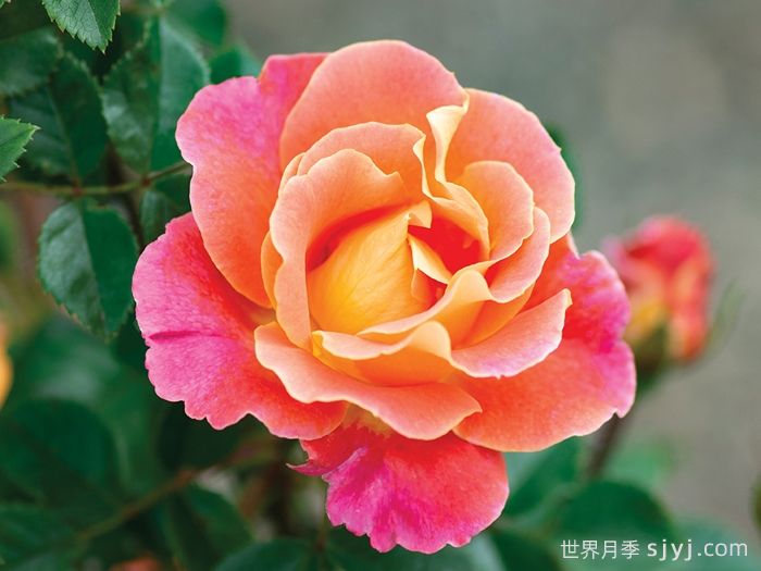 水果花瓣月季/果汁佳人Fruity Petals(图1)