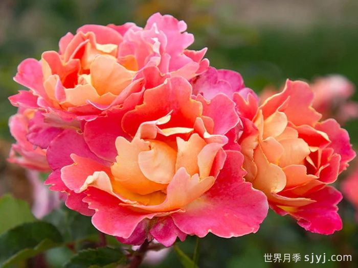 水果花瓣月季/果汁佳人Fruity Petals(图3)