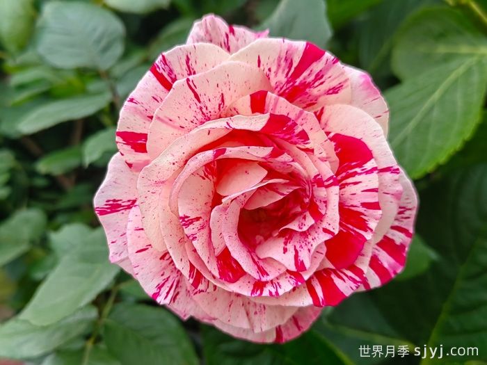 说愁月季/多愁善感月季Scentimental(图2)